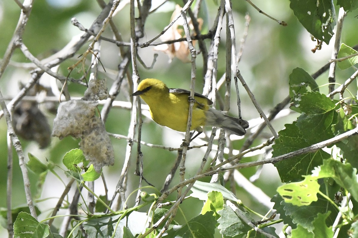 Blue-winged Warbler - Loren Wright