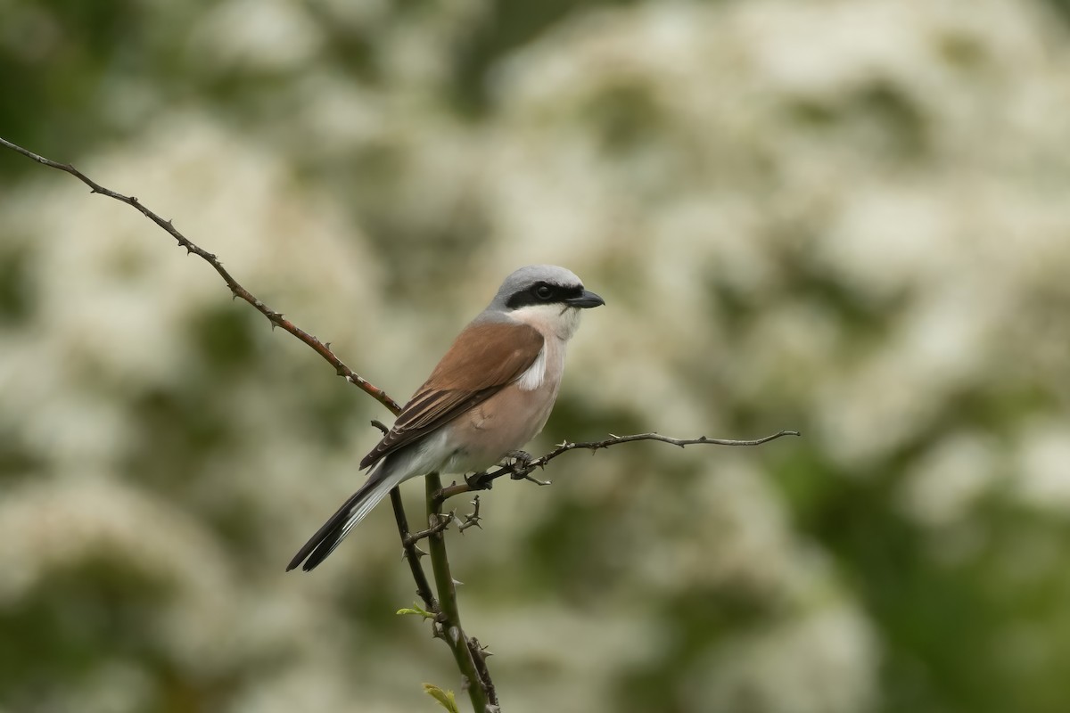 Red-backed Shrike - Matt O'Sullivan