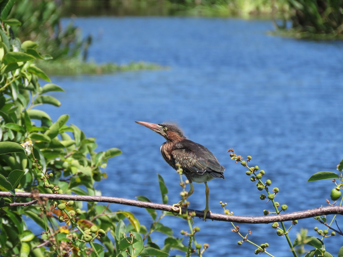 Green Heron - ML619504405