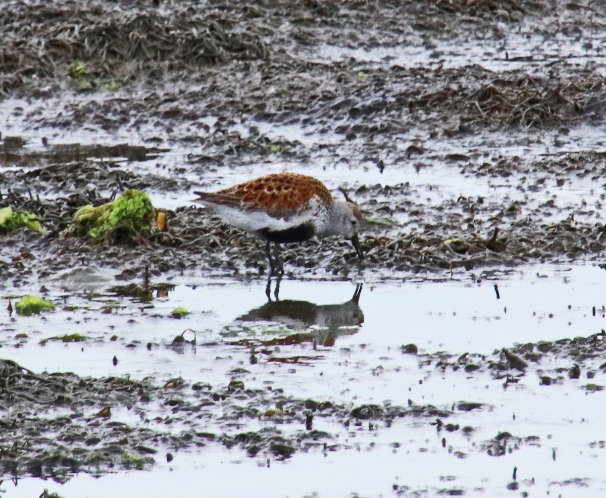 Dunlin - Tom Nolan