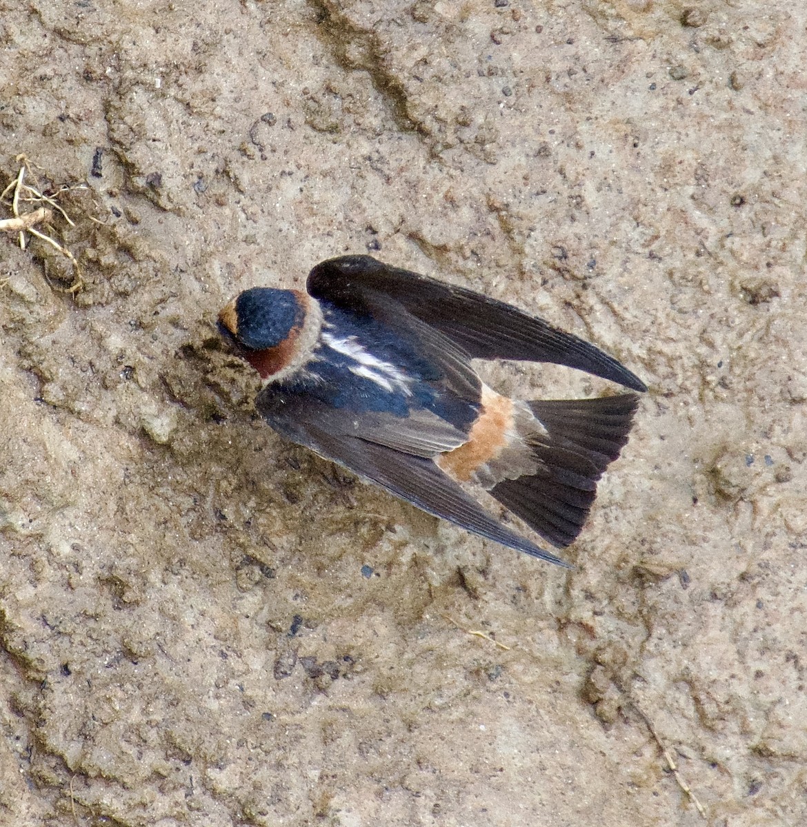 Cliff Swallow - ML619504408