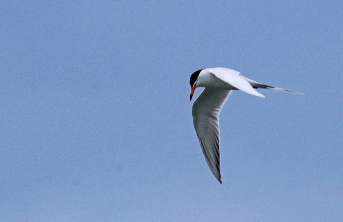 Forster's Tern - Tom Nolan