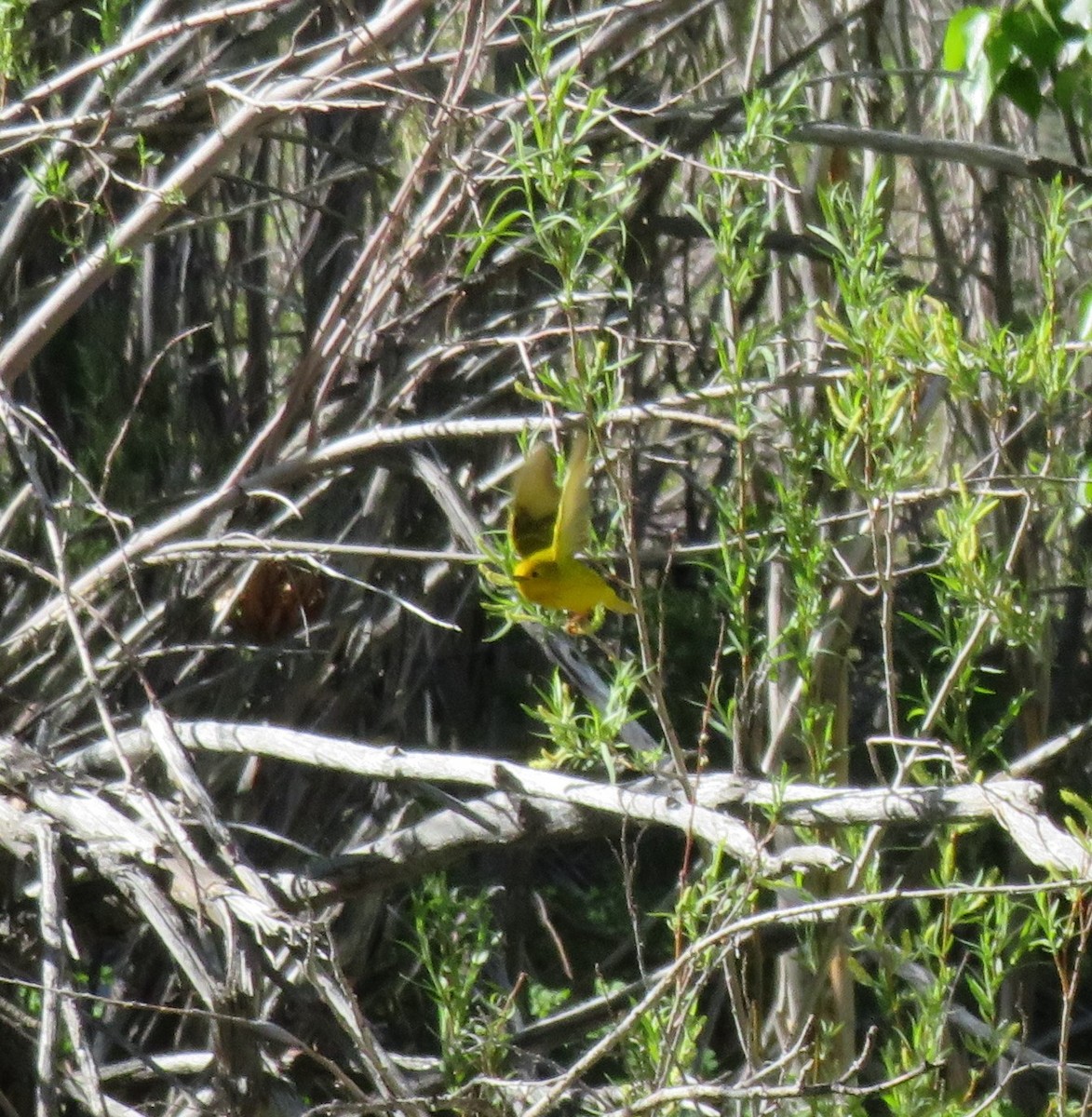 Paruline jaune - ML619504415