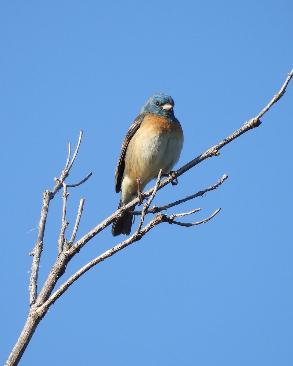 Lazuli Bunting - Jay Breidt