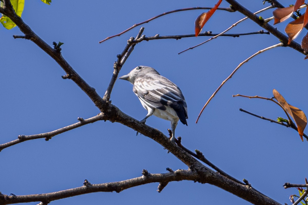 Snowy Cotinga - Mason Flint