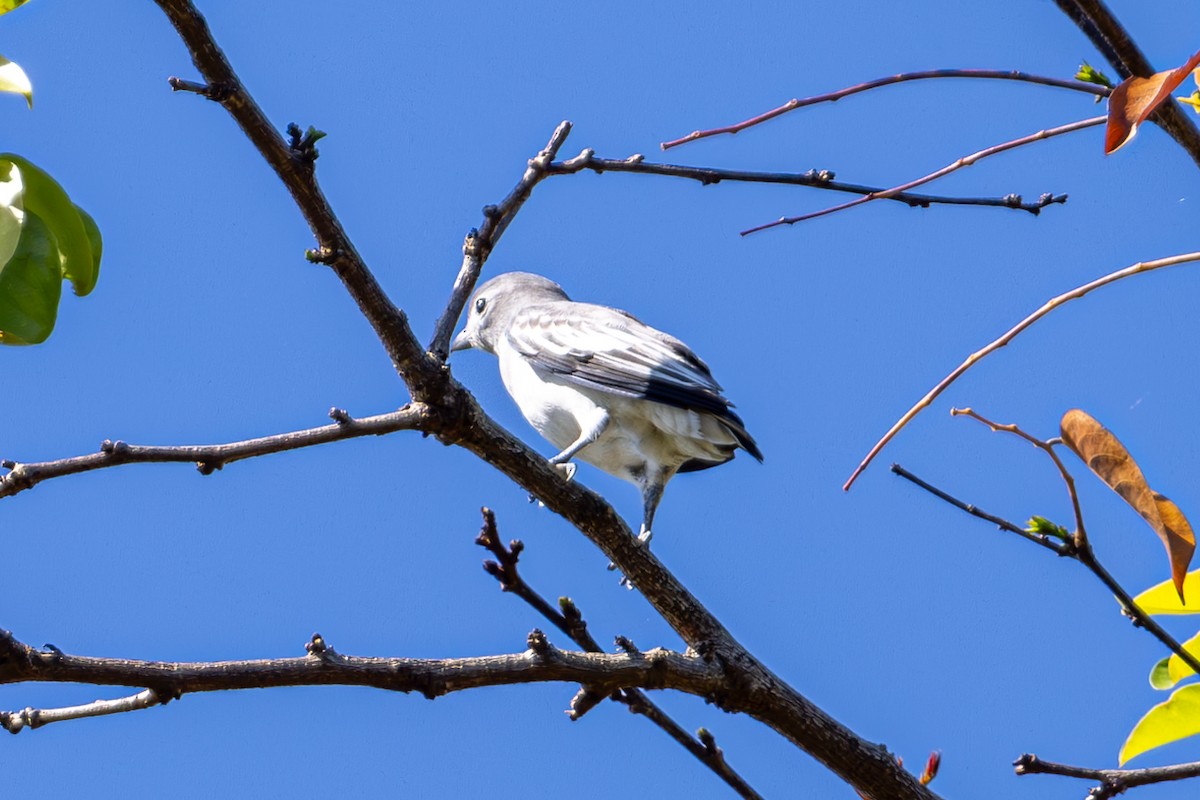 Snowy Cotinga - Mason Flint