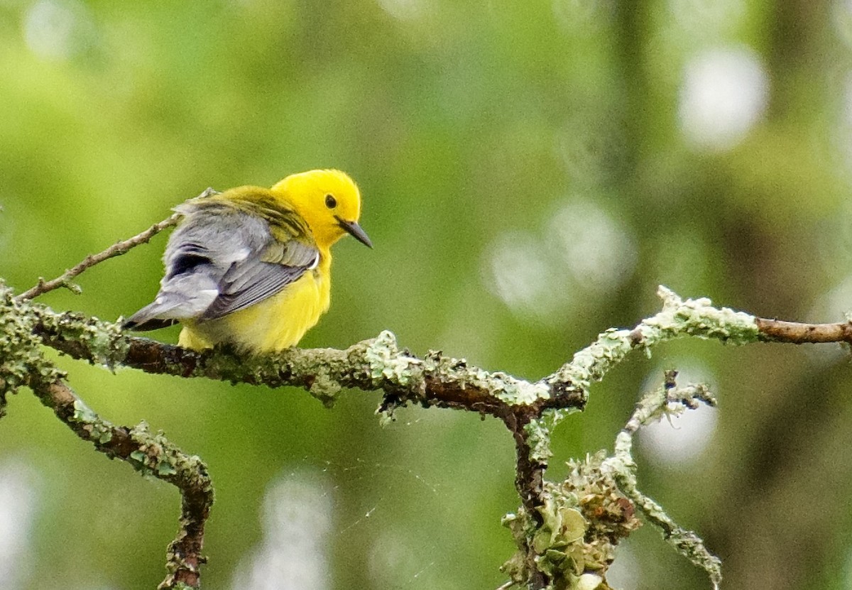 Prothonotary Warbler - Michael Niven