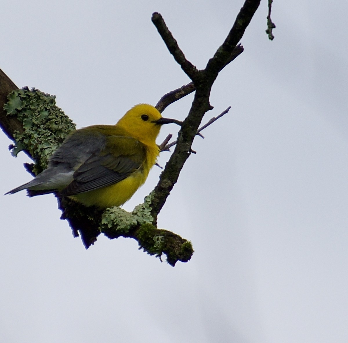 Prothonotary Warbler - Michael Niven