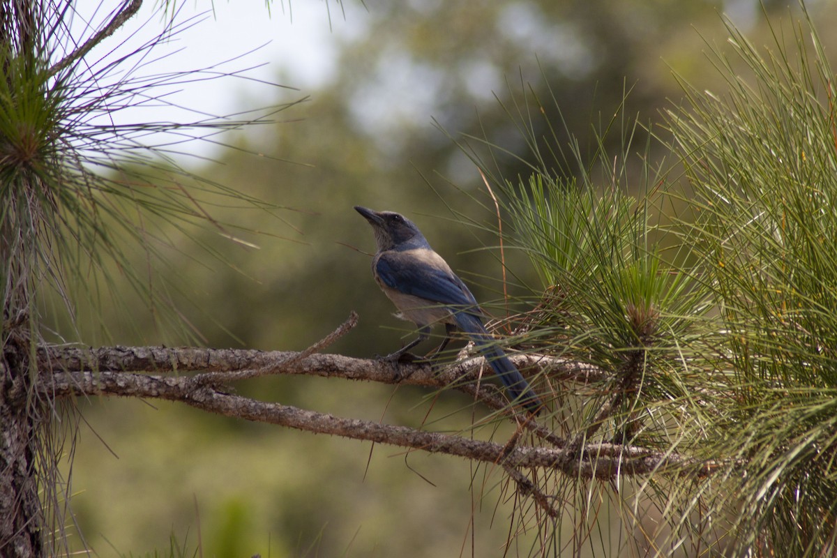 Florida Scrub-Jay - ML619504423