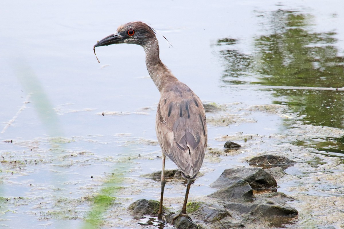 Yellow-crowned Night Heron - Tom Nolan