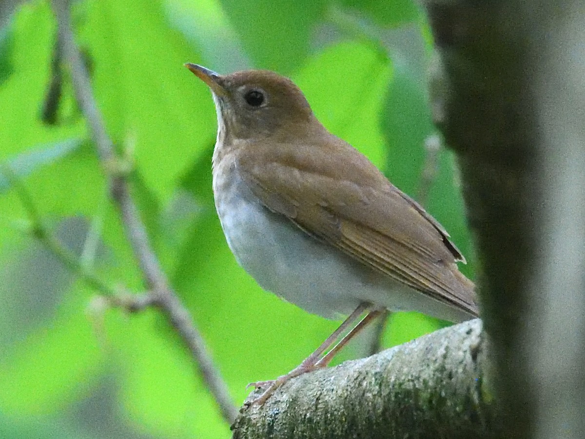 Veery - Colin Fisher