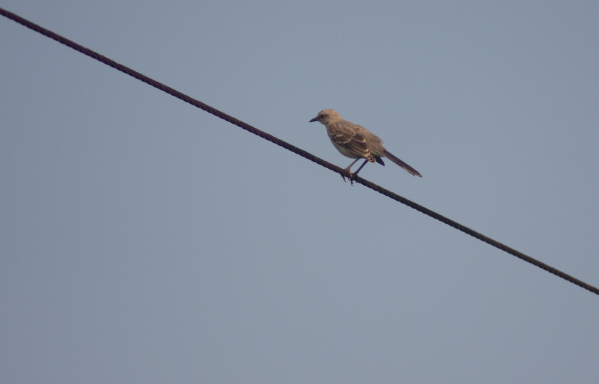 Tropical Mockingbird - Storm Borum