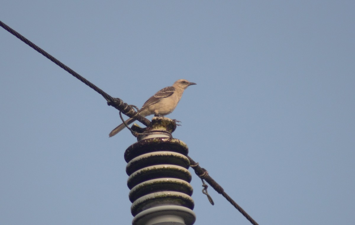 Tropical Mockingbird - Storm Borum