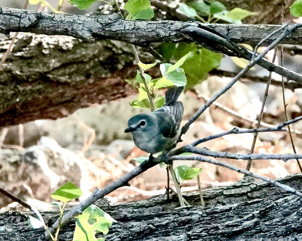 Plumbeous Vireo - Rick Taylor