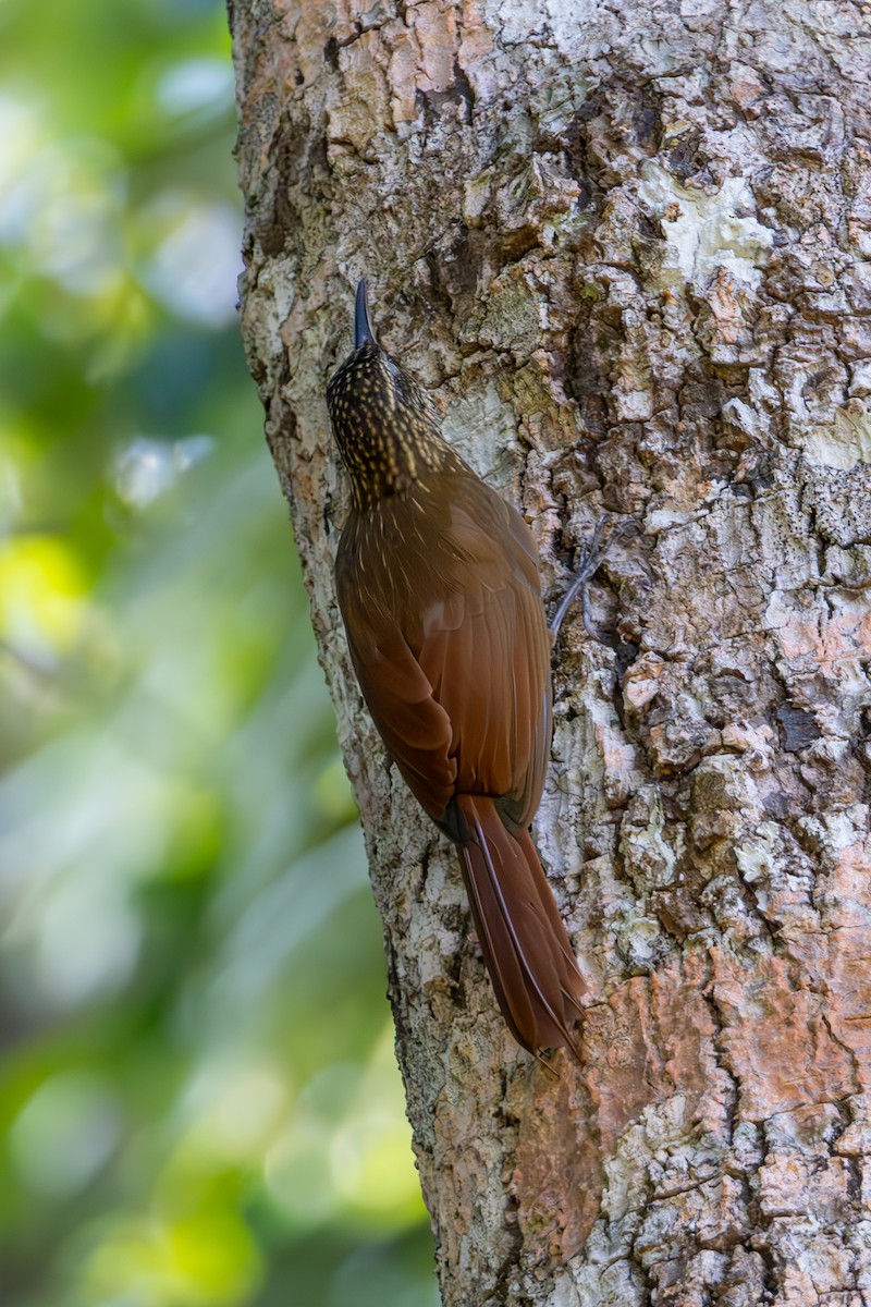 Cocoa Woodcreeper - Mason Flint