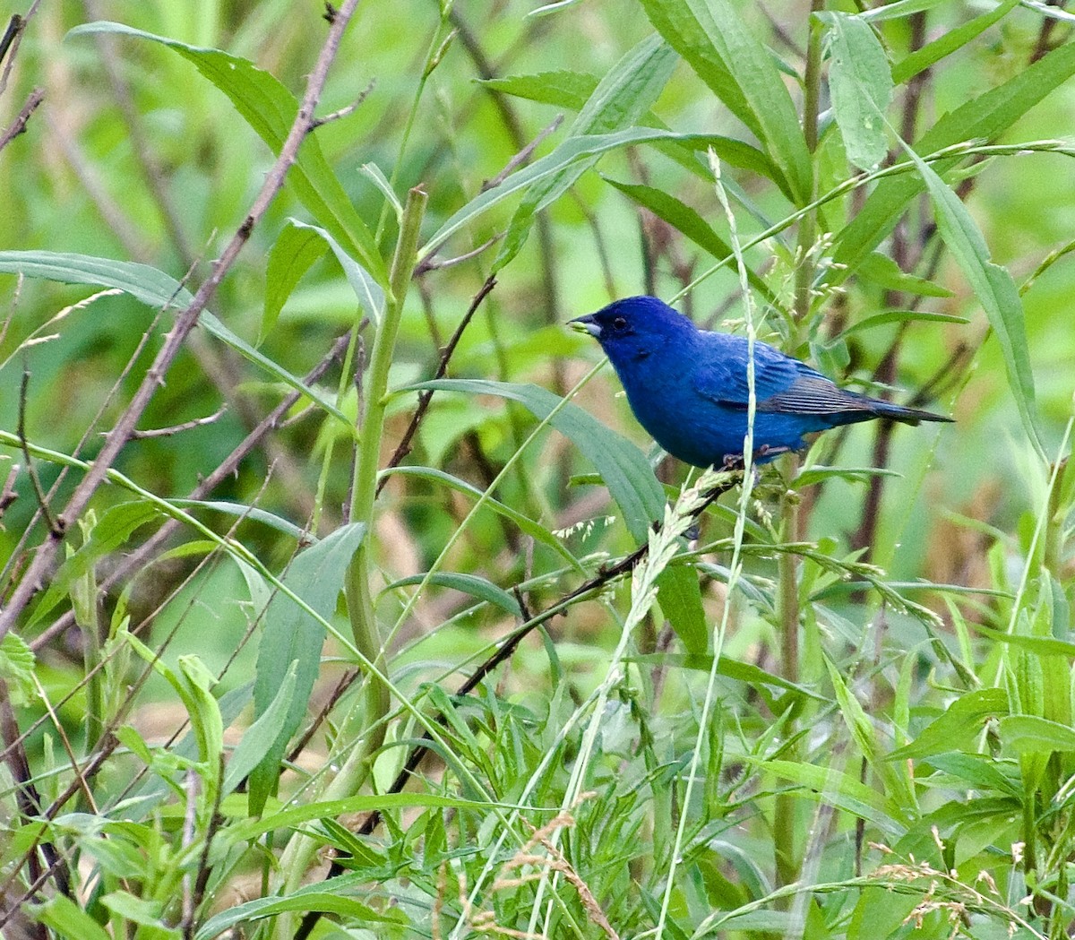 Indigo Bunting - ML619504437