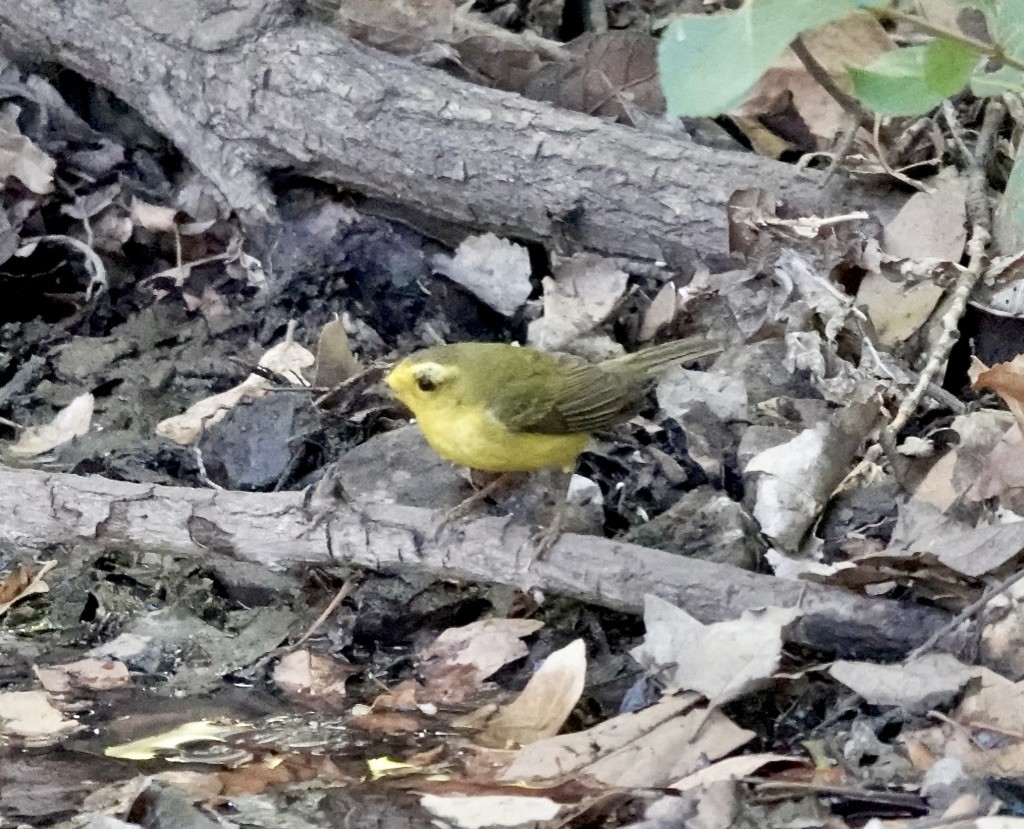 Wilson's Warbler - Rick Taylor