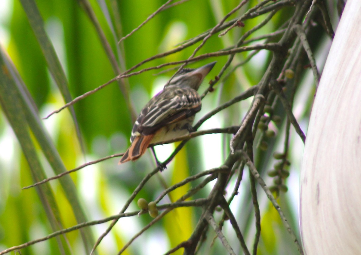 Streaked Flycatcher - ML619504448