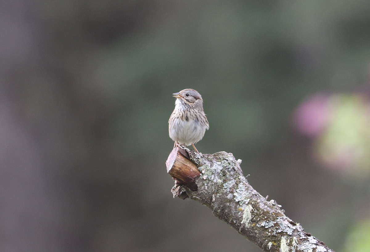 Lincoln's Sparrow - ML619504453