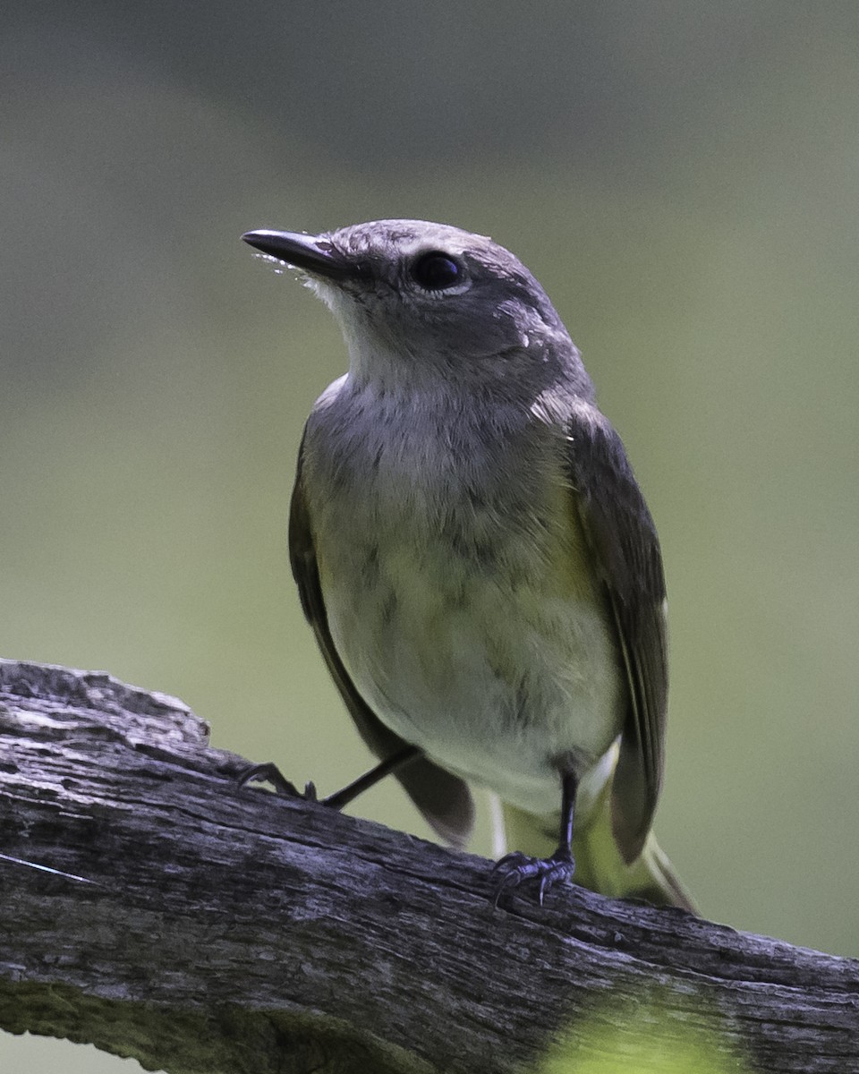 American Redstart - Stan Deutsch