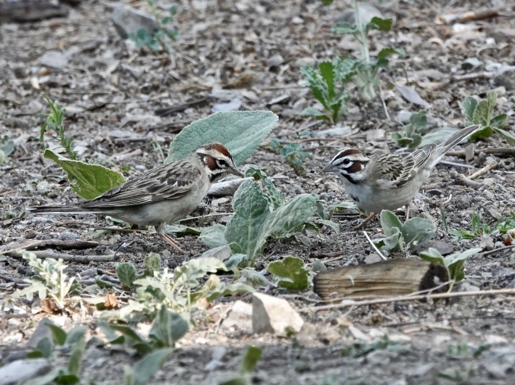 Lark Sparrow - Rick Taylor