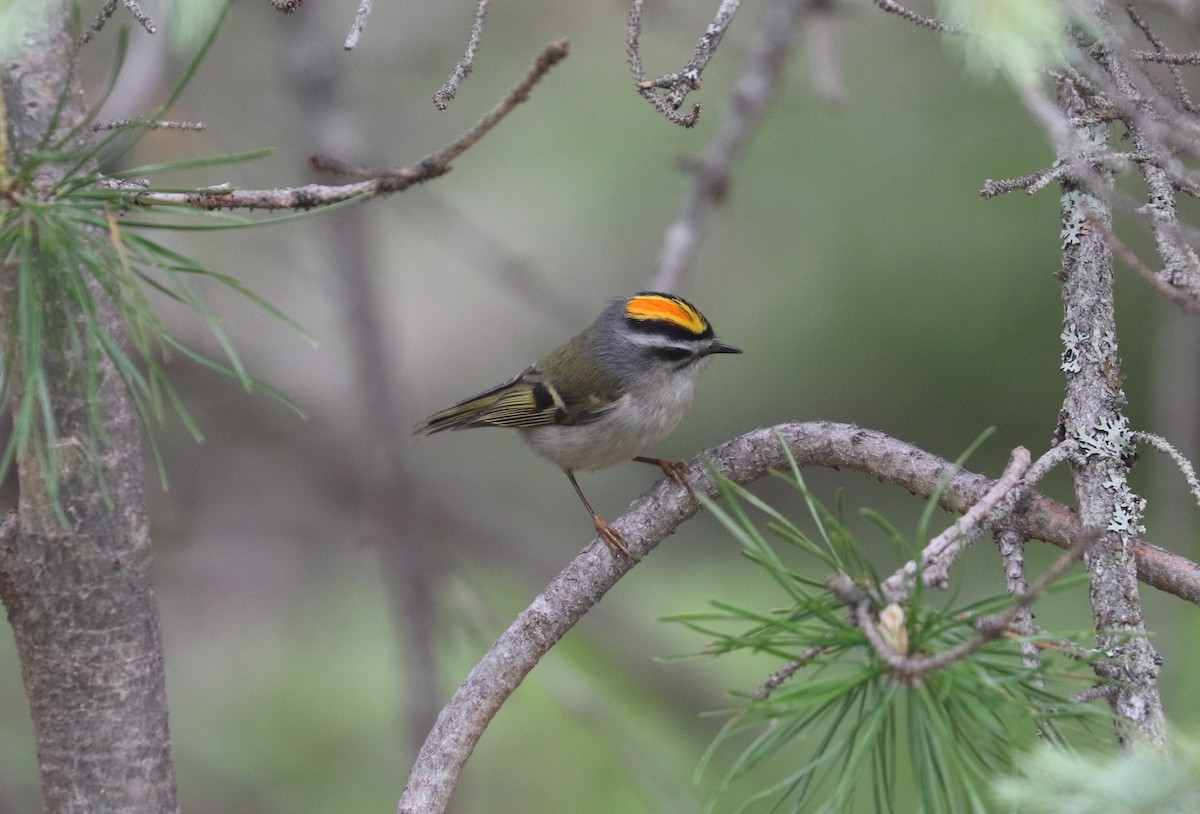 Golden-crowned Kinglet - Tom Beeke