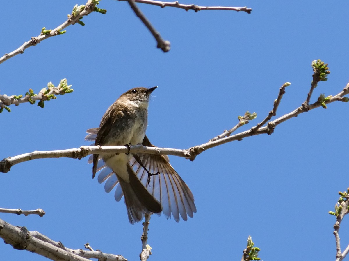 Eastern Phoebe - Bob Izumi