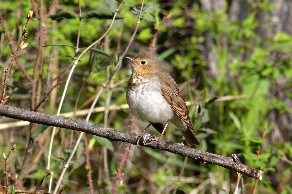 Swainson's Thrush - ML619504499