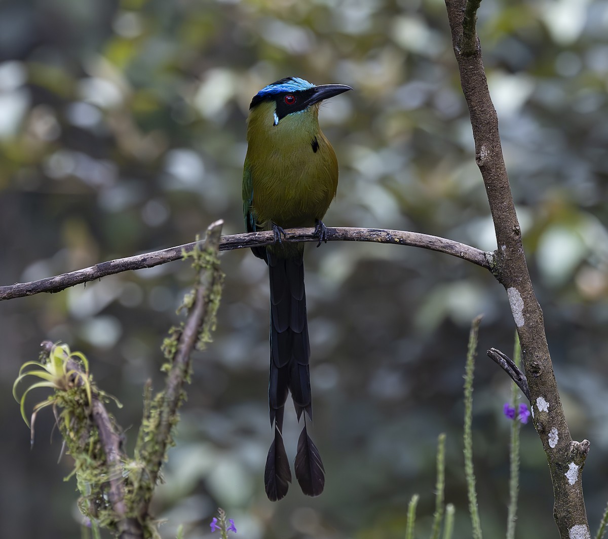 Andean Motmot - José Luís Massoco