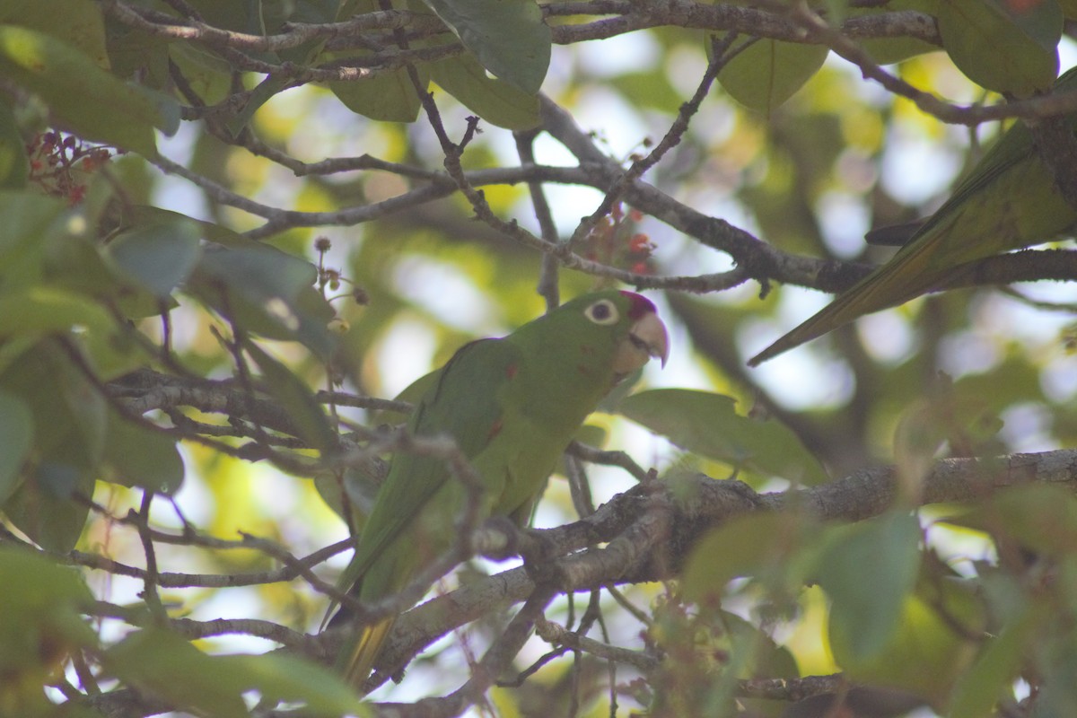 Crimson-fronted Parakeet - Storm Borum