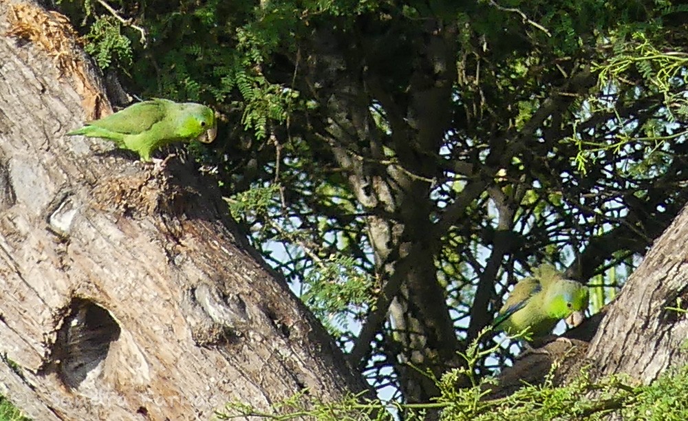 Pacific Parrotlet - Sandra Farkas