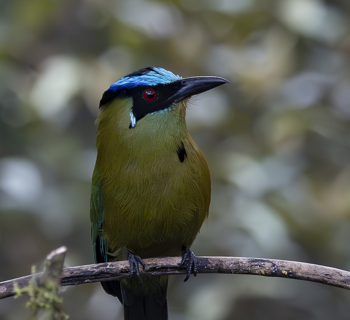 Andean Motmot - José Luís Massoco