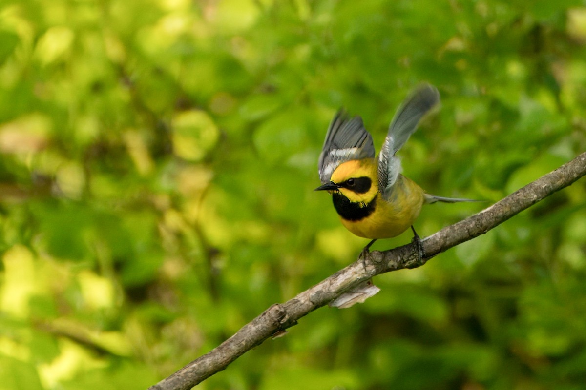 Goldflügel- x Blauflügel-Waldsänger (F2-Hybrid) - ML619504511