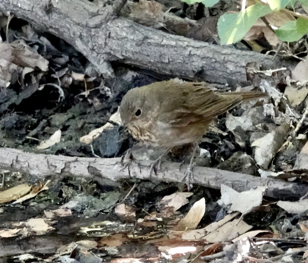 Swainson's Thrush (Russet-backed) - Rick Taylor