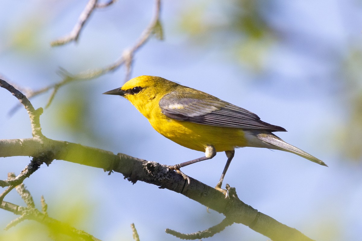 Blue-winged Warbler - Lyall Bouchard