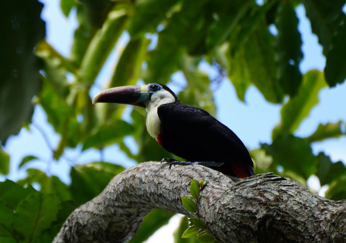 White-throated Toucan - Clare Sammells