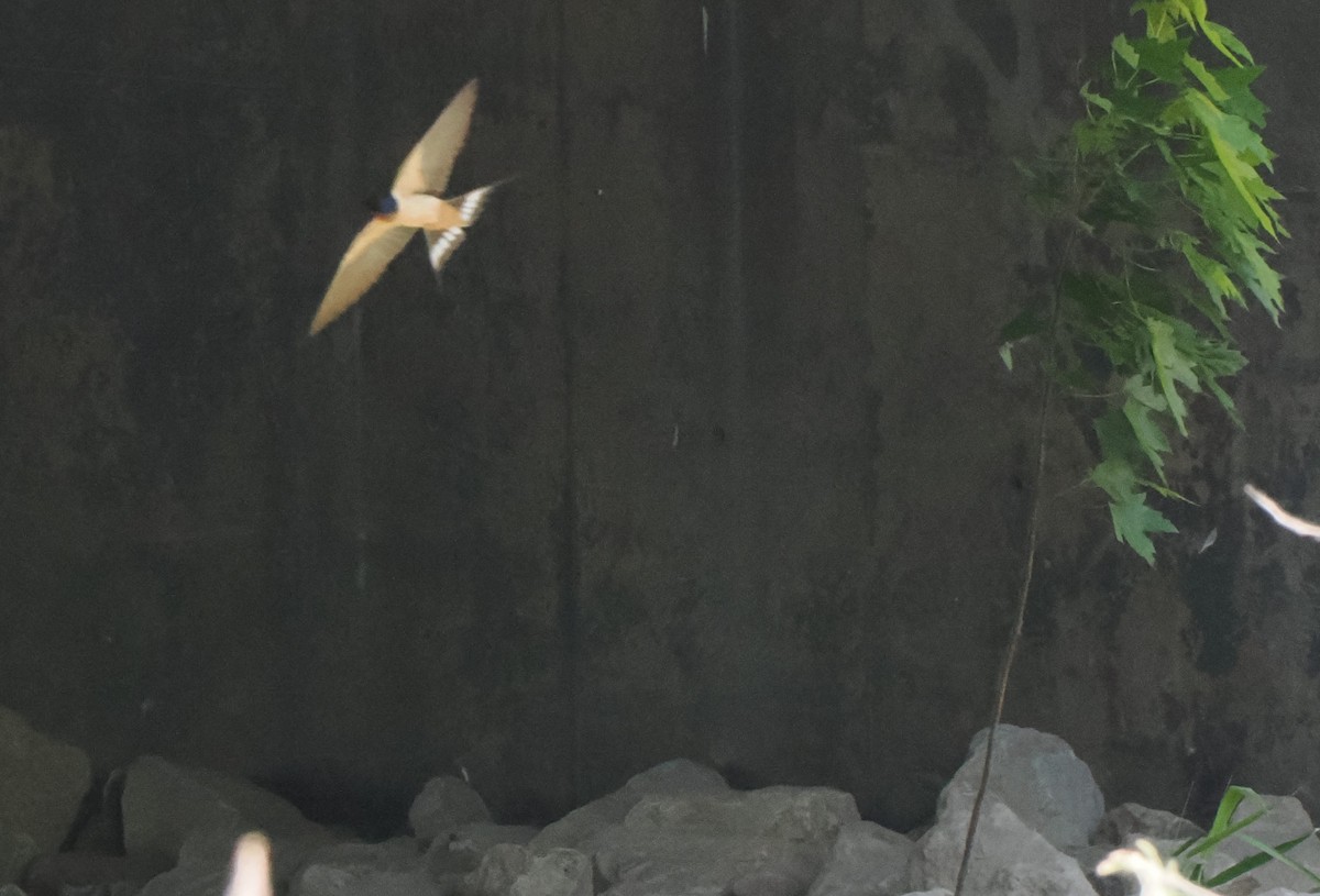 Barn Swallow - Patricia Rettig