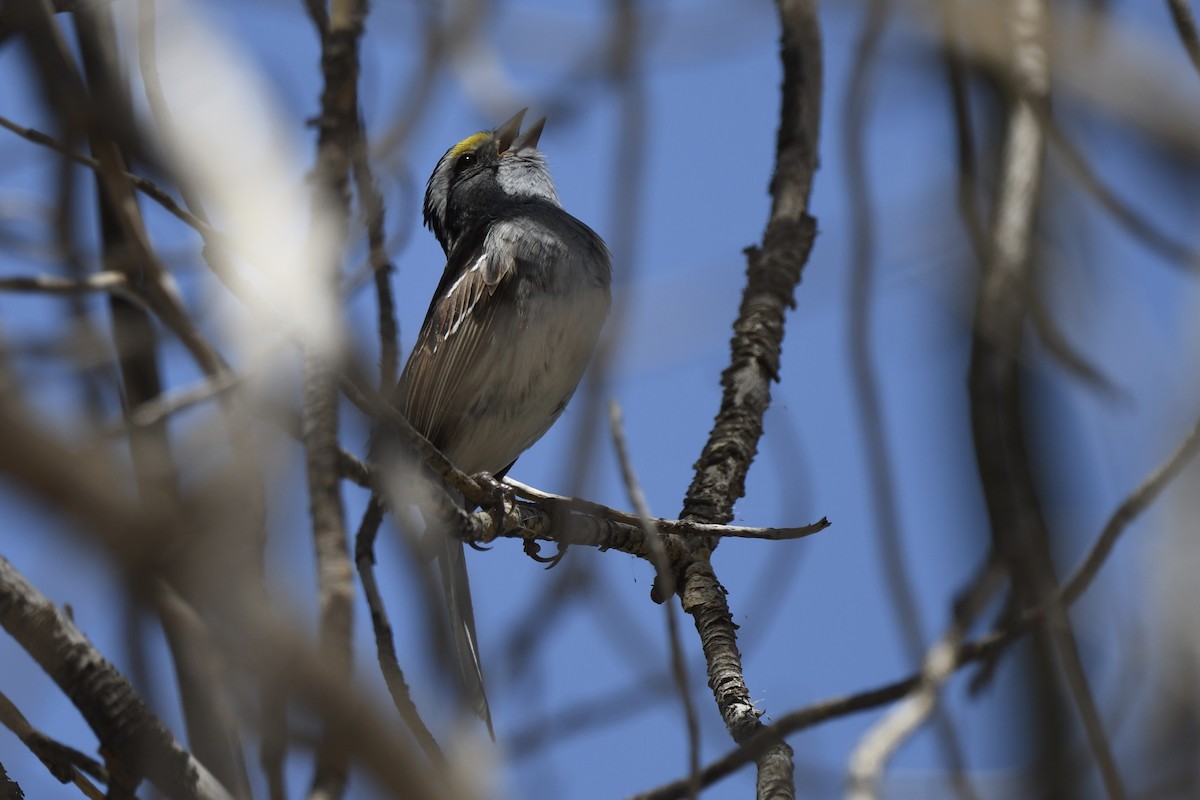 White-throated Sparrow - Loren Wright