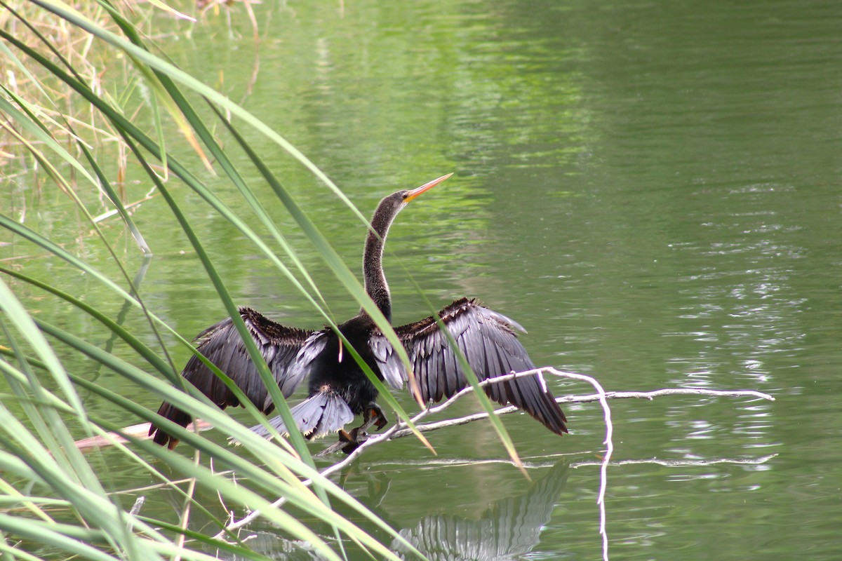 Amerika-Schlangenhalsvogel - ML619504524