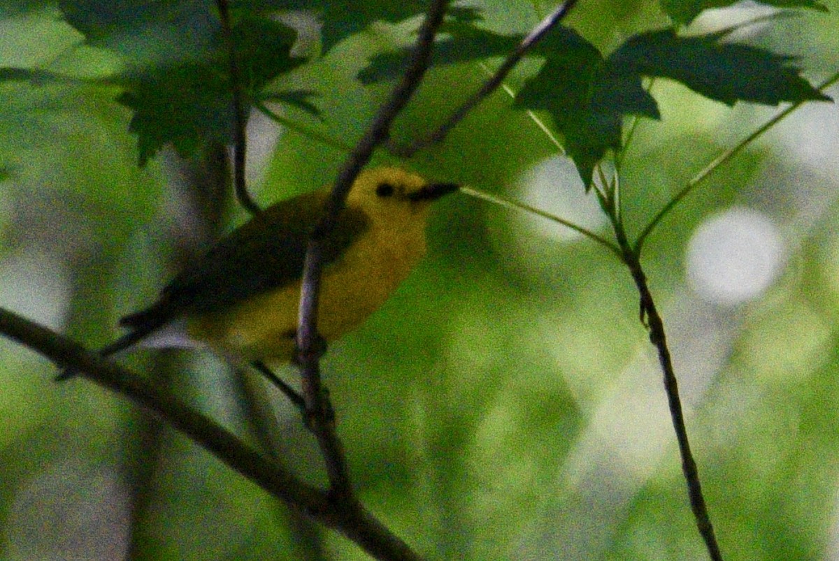 Prothonotary Warbler - Peter Leabhart