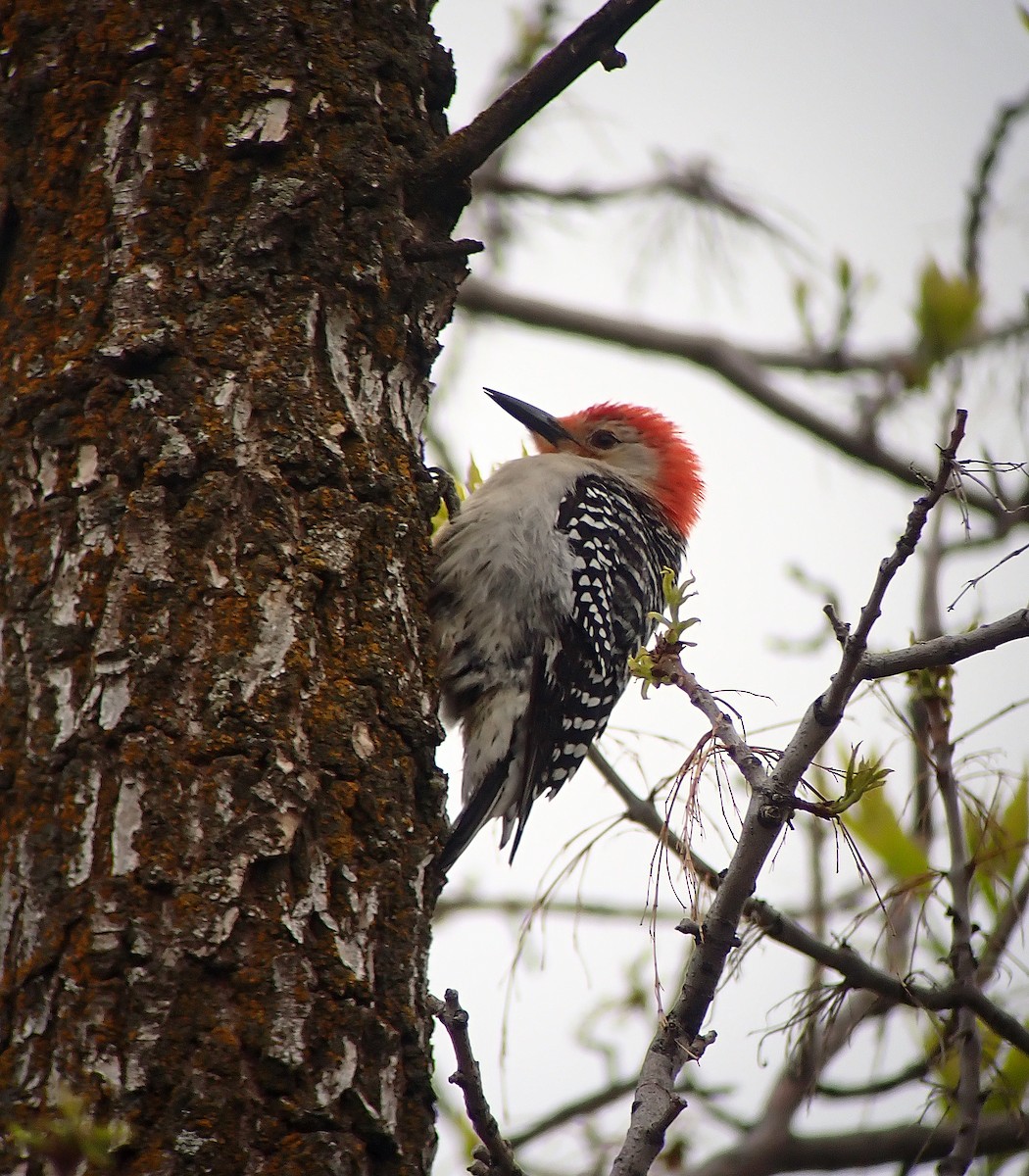 Red-bellied Woodpecker - Nate Kohler