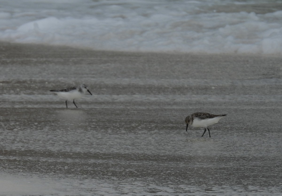 Bécasseau sanderling - ML619504537