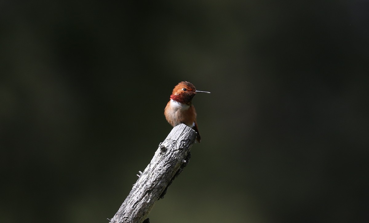 Rufous Hummingbird - Tom Beeke
