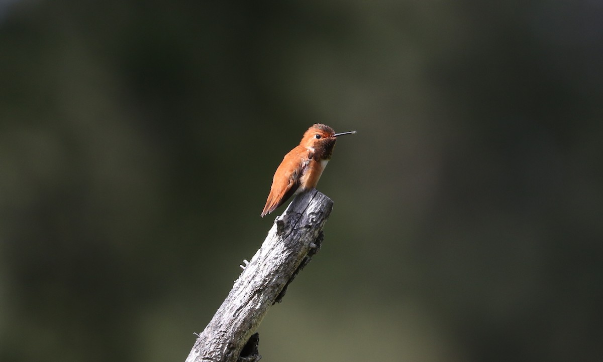 Rufous Hummingbird - Tom Beeke