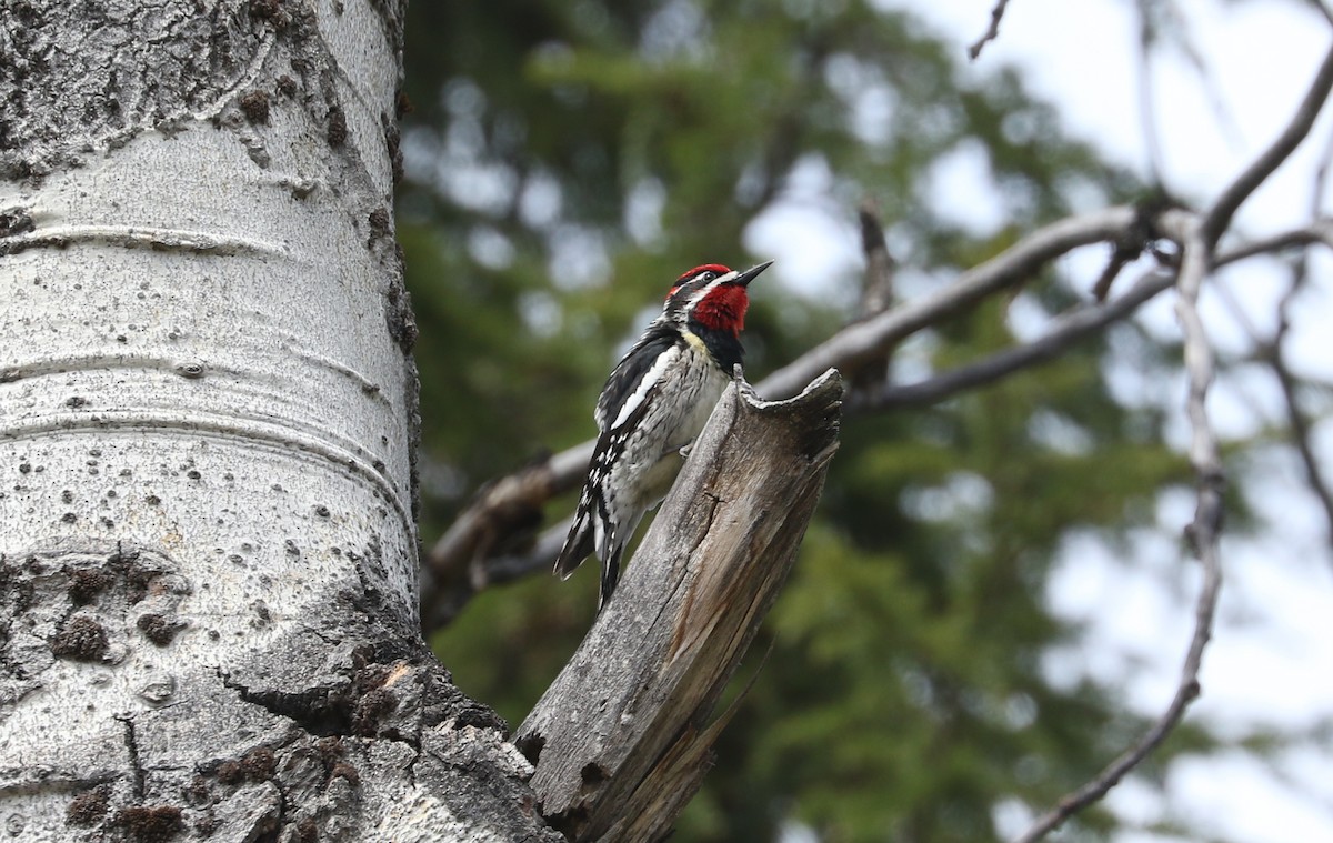 Red-naped Sapsucker - Tom Beeke