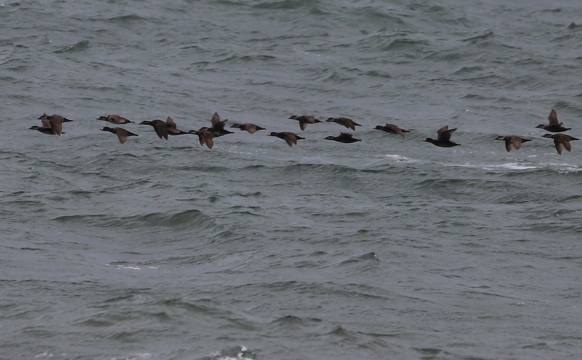 Surf Scoter - Rob Bielawski