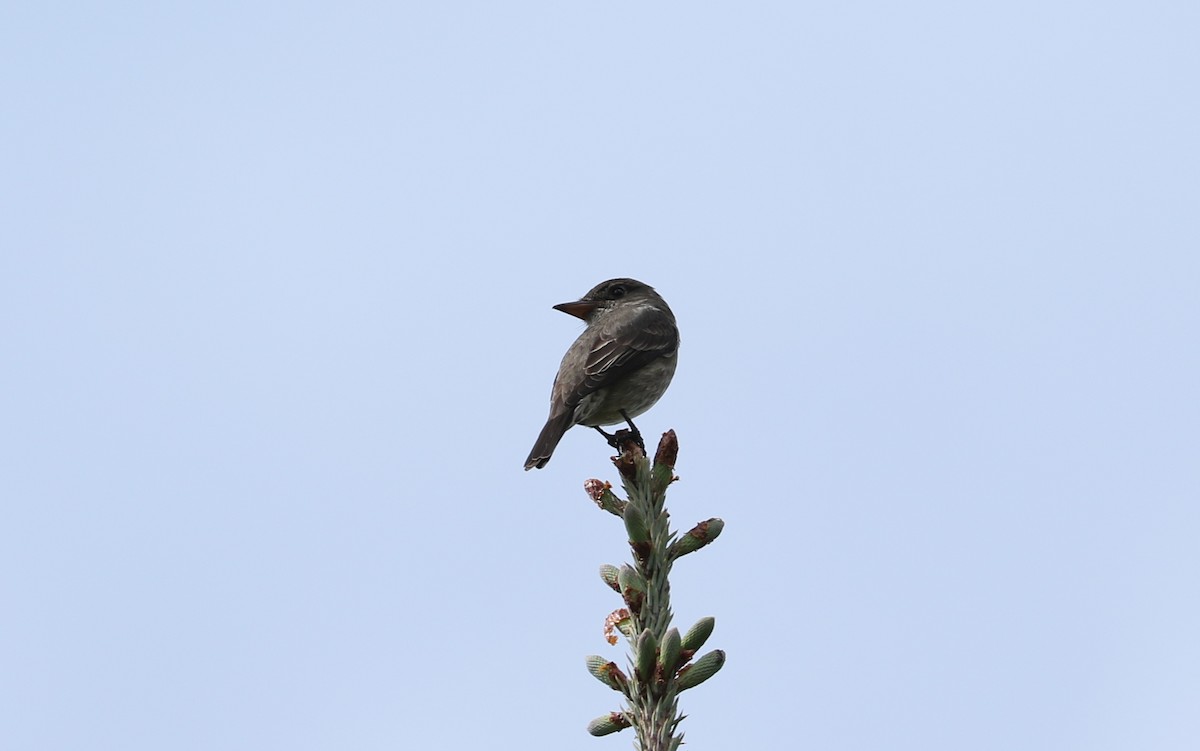 Olive-sided Flycatcher - Tom Beeke