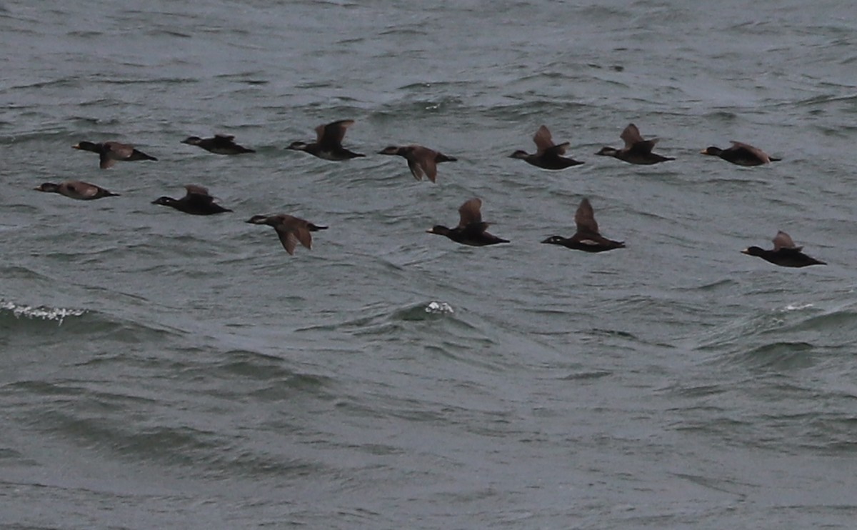 Surf Scoter - Rob Bielawski