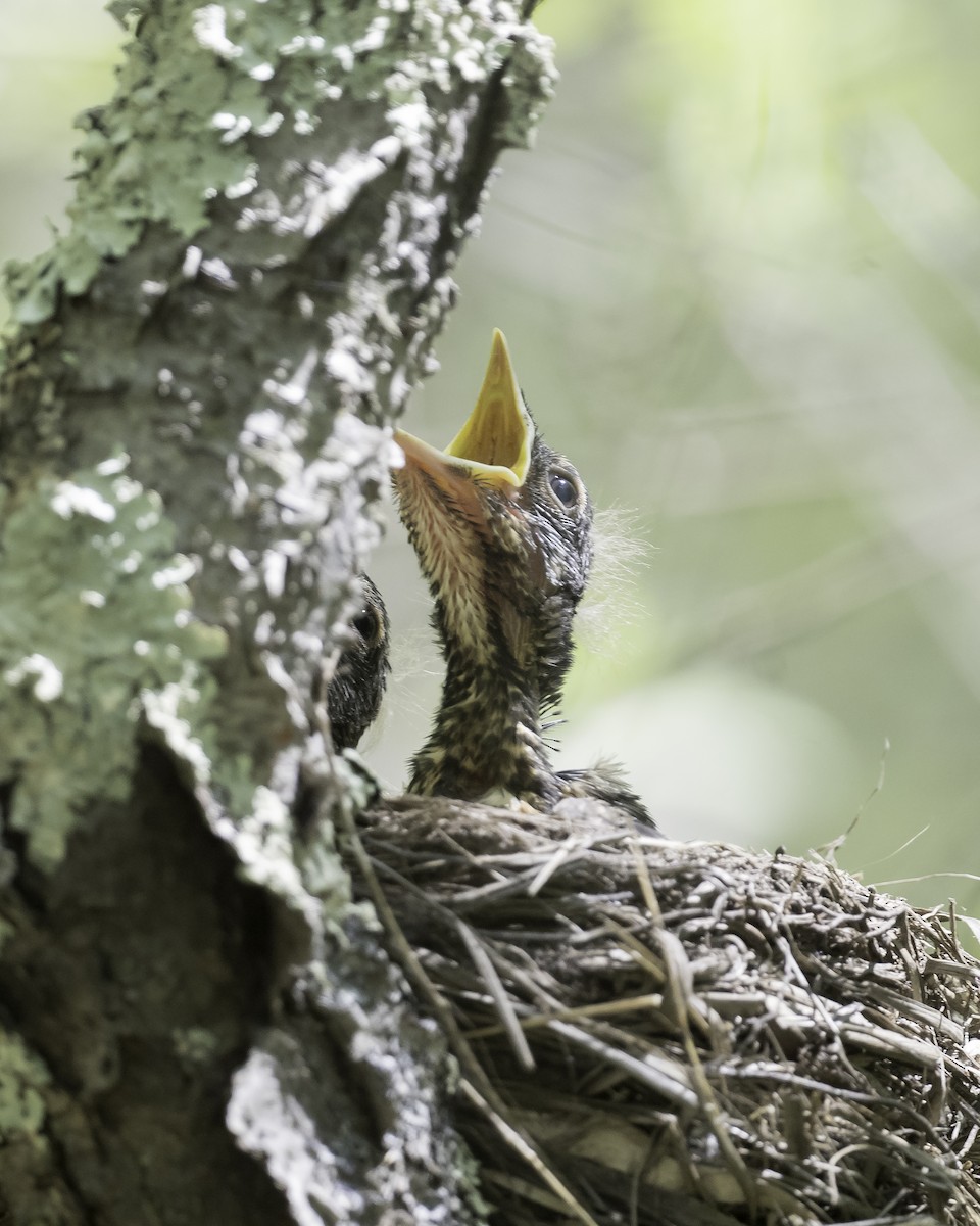 American Robin - ML619504554