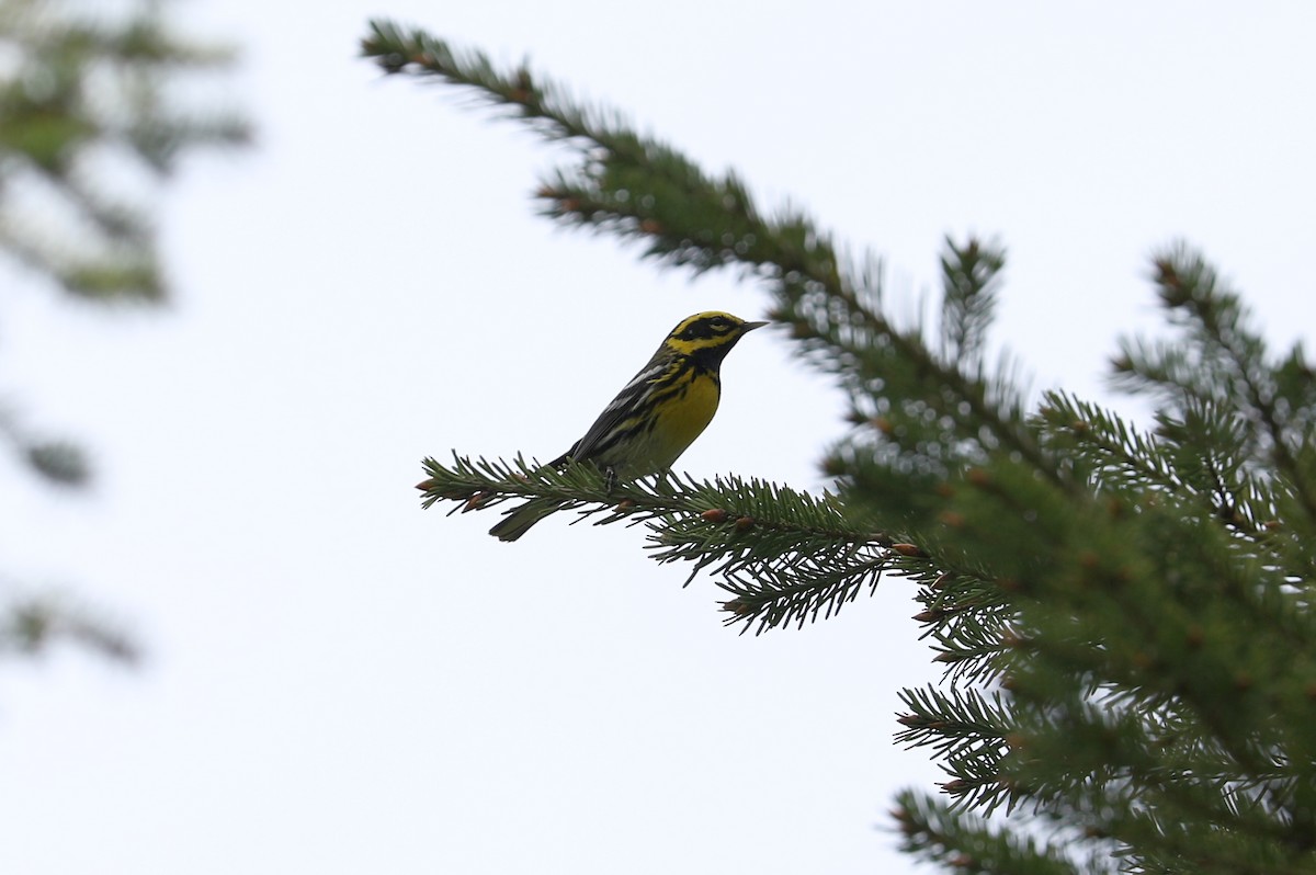 Townsend's Warbler - ML619504558